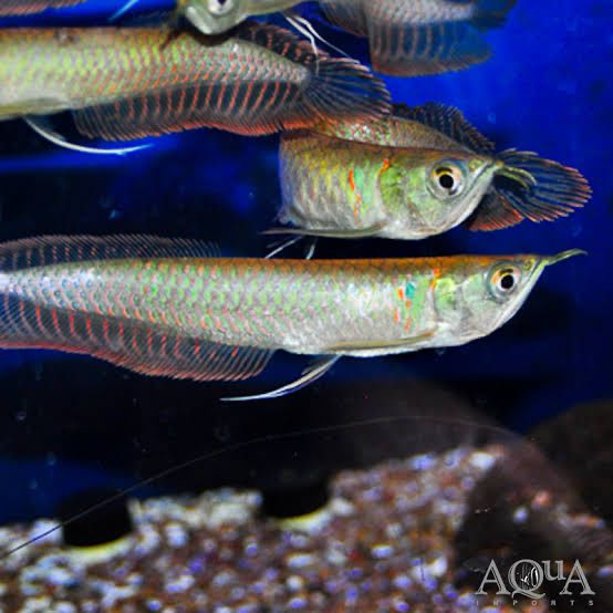 Arowana Silver podrostki