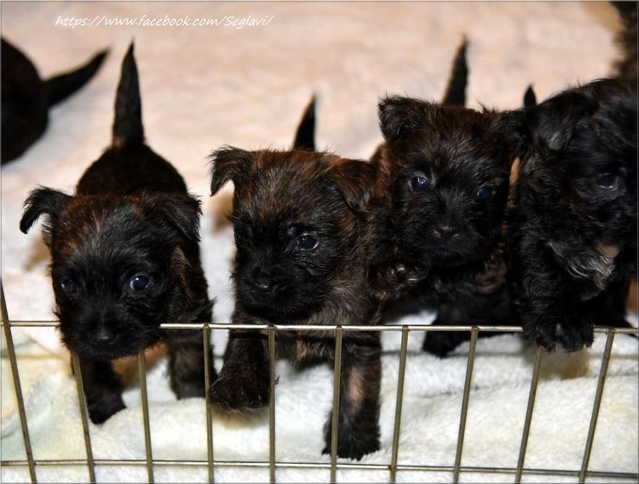 Cairn Terrier - rodowodowa (ZKwP/FCI) suczka
