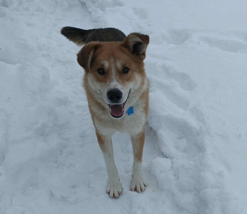 Cudny Romuś szuka domu