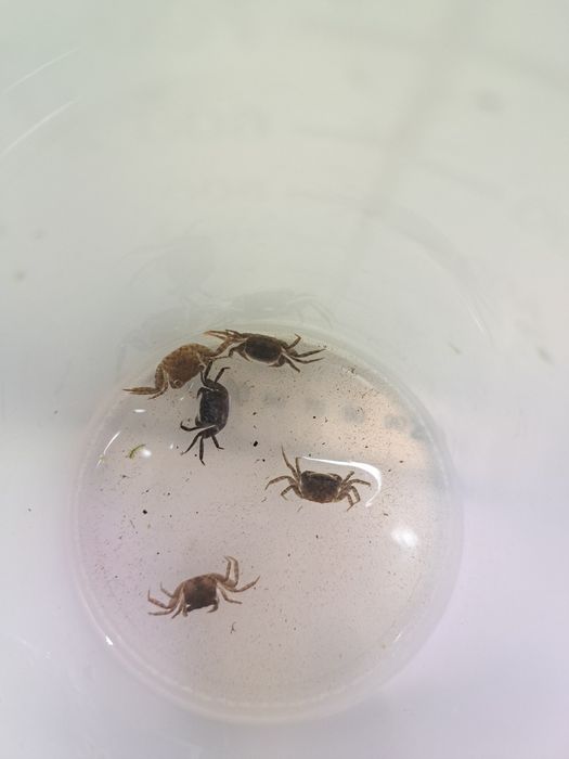 Краб Вампір Денерлі (фіолетовий)- власного розведення.