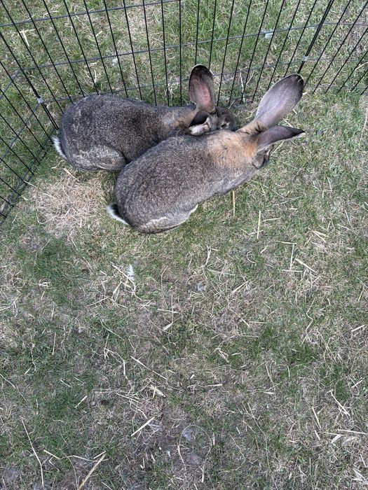 Samica olbrzym belgijski