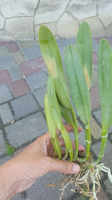 Продам свої орхідеї