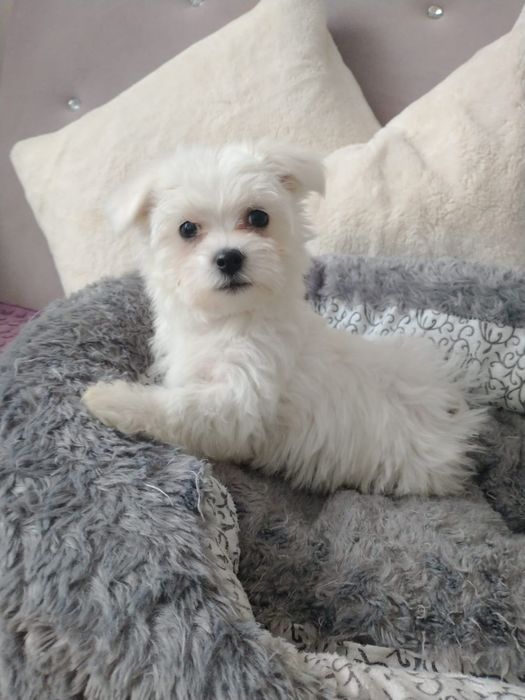 Śliczne pieseczki Maltanczyk