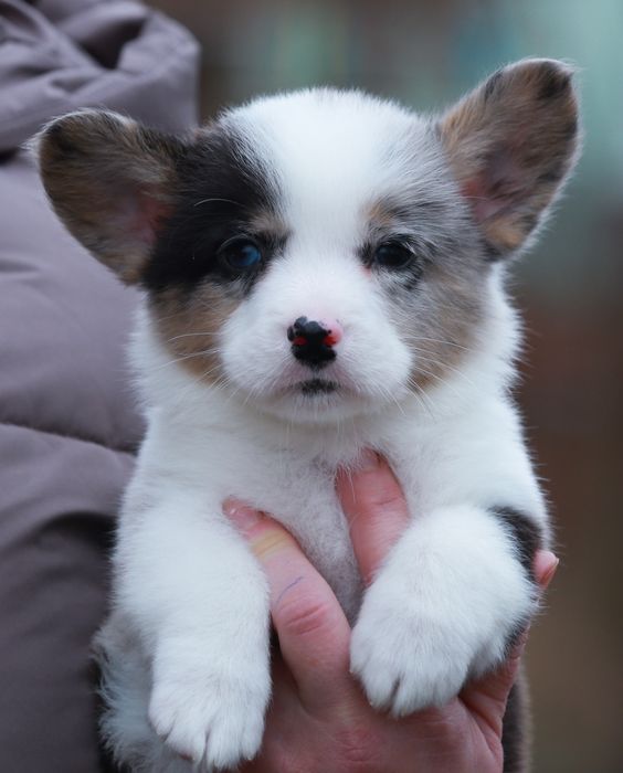 Неймовірно красивий хлопчик коргі