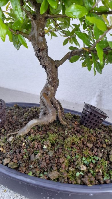 Bonsai Romãzeira