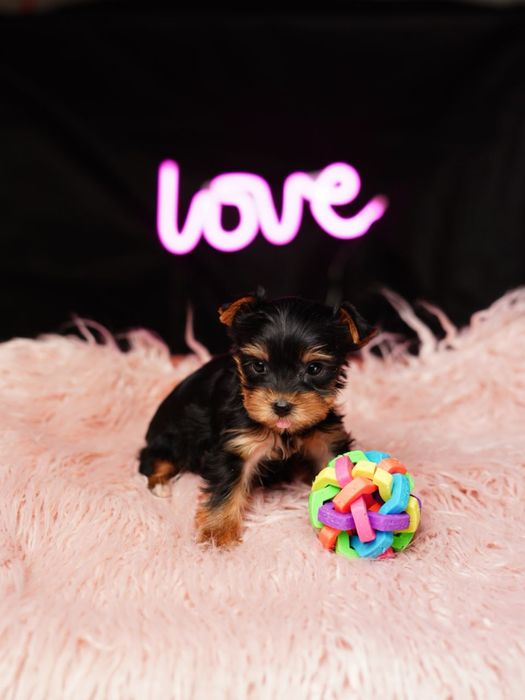 Любознательные йорки