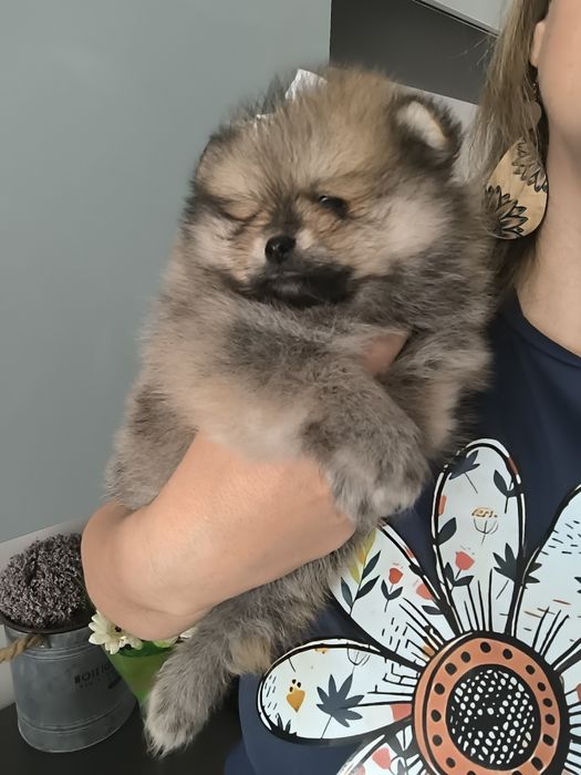 Spitz Anão.Lulu da Pomerânia Menina Laranja. Pop e Afixo. Perfeita