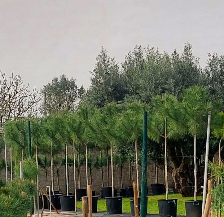 Lote 10 Pinheiros mansos 2.20/2.30..Entrega incluída