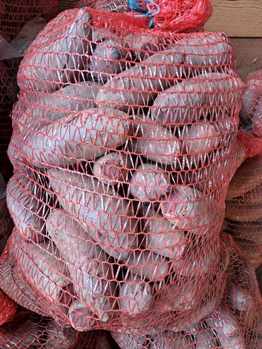 Burak ćwikłowy, buraczki podłużne