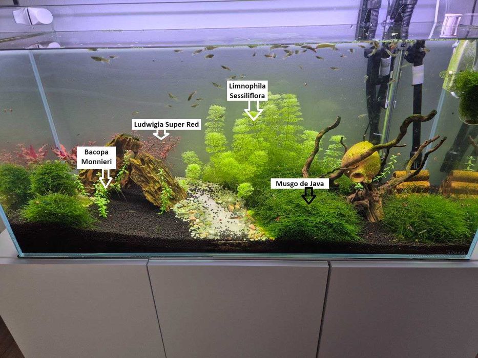 Guppy Fêmea Grávida