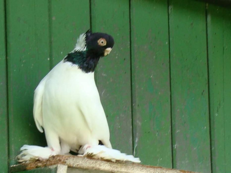 Barwnogłówka Królewiecka Adeno chudnięcie kręciek