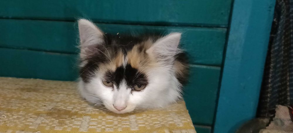 Котенята в хороші руки
