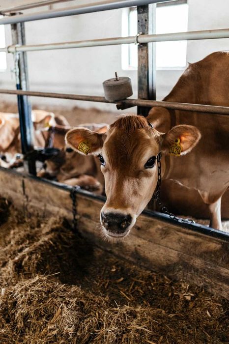 Телята, телиці, нетелі джерсейської породи