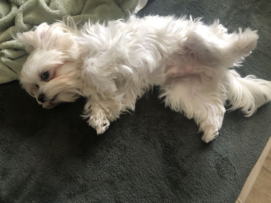 Міні мальтезе