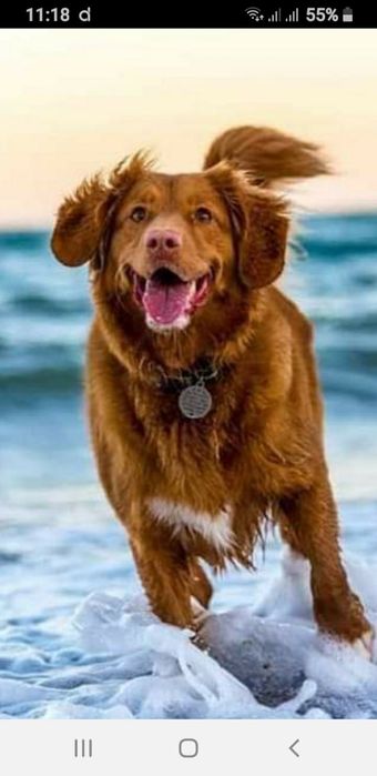 Стрижка собак и котов.