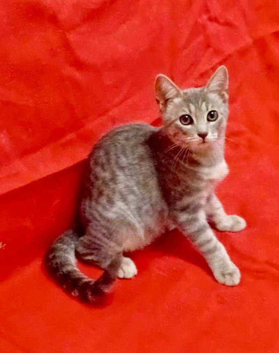 Котенька 4 месяца (девочка)