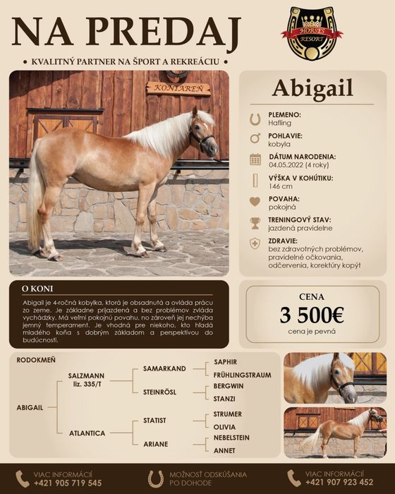 Klacz haflingerska Abigail