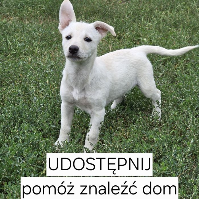 Elsa, szczeniak do adopcji