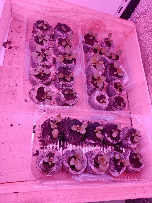 Тор`яні вироби від виробника