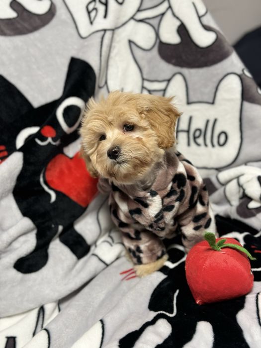 Мальтипу девочка 3 месяца