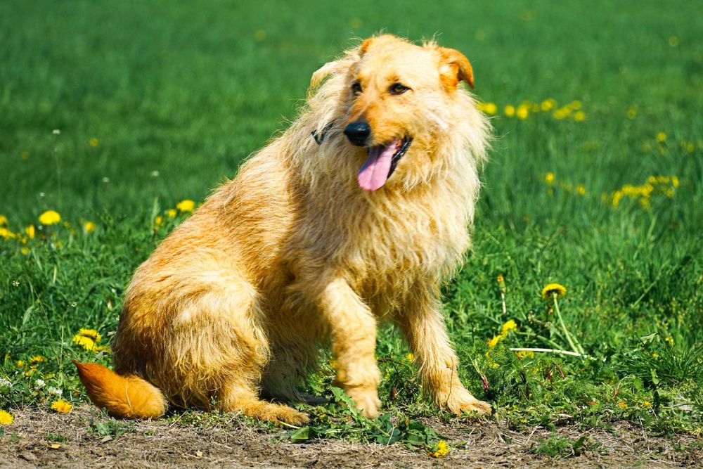 FOTO - śliczny szorstkowłosy pies