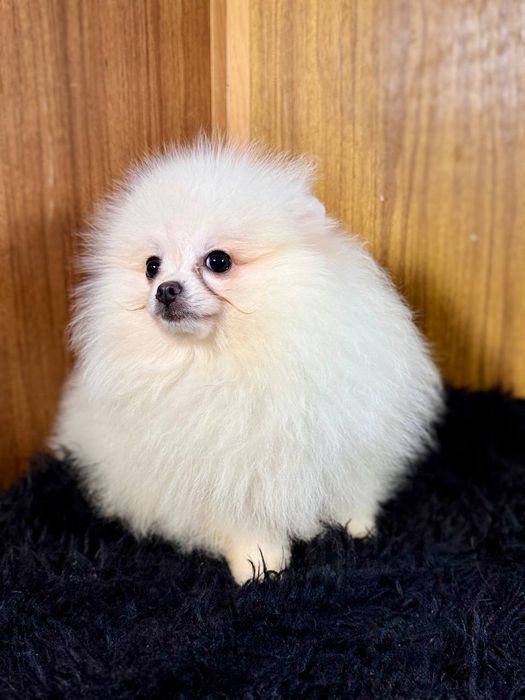 Чарівні цуценята померанського шпіца шукають своїх батьків