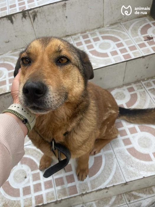 Lassie | Para Adoção