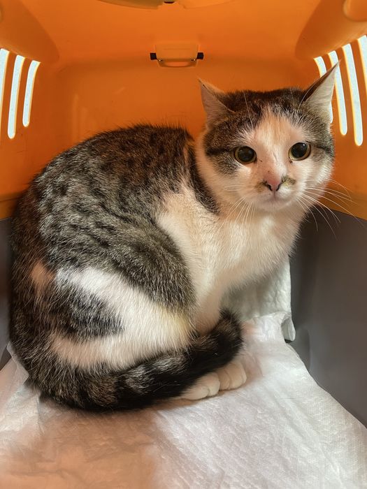 Котенок кошечка маленькая миниатюрная полосаиая белая