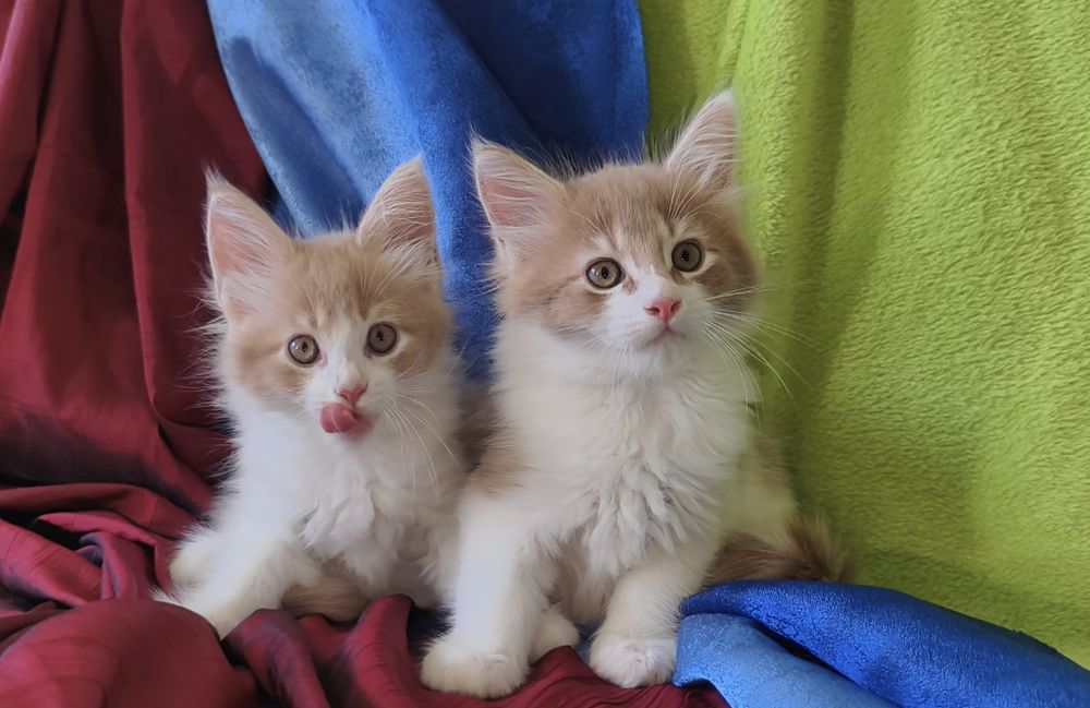 Котята Мейн Кун. Продам.