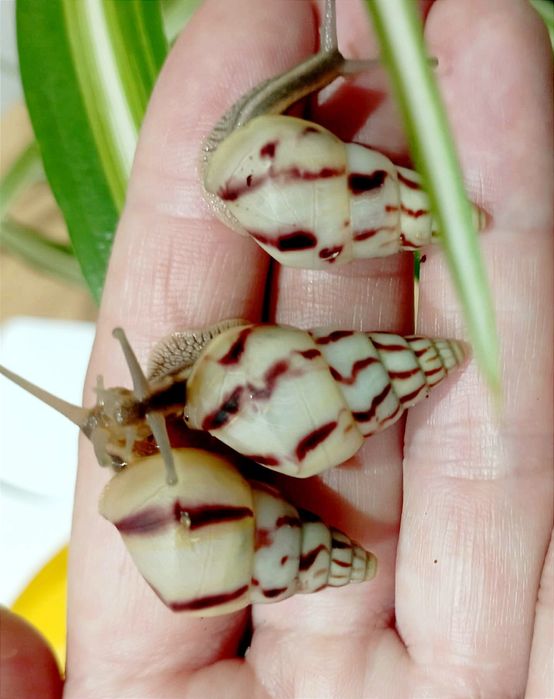 Ślimaki afrykańskie, Limicolaria agathina Nigeria.