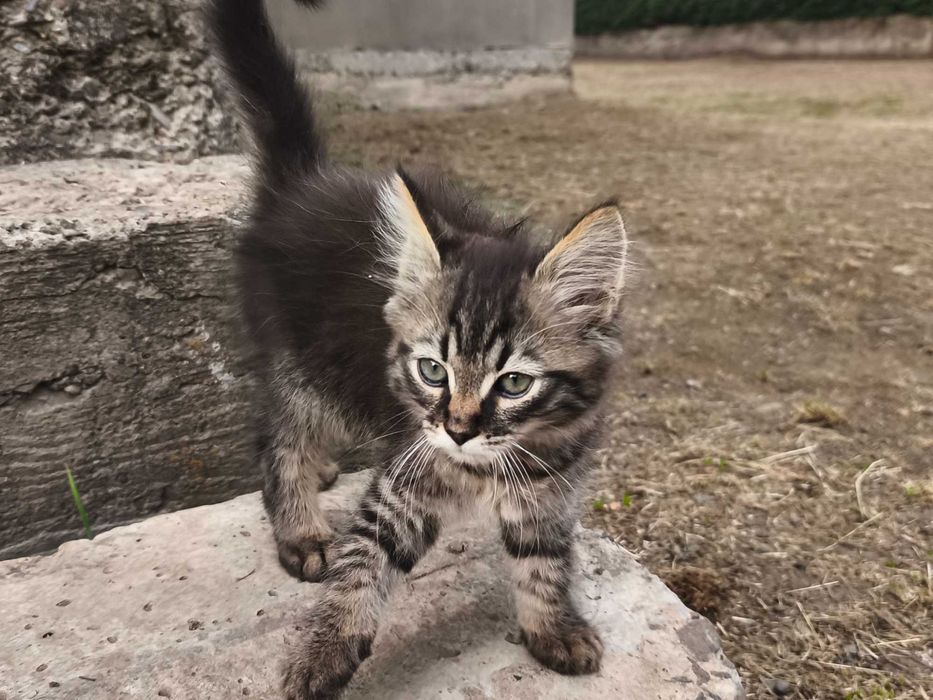 Маленький котик в добрі руки