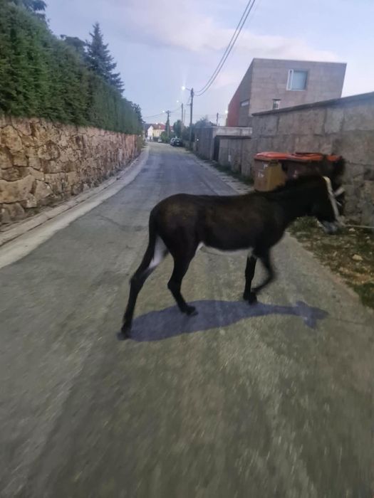 Vendo burro e burra