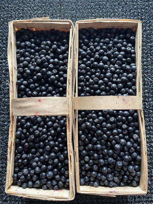 Aronia ekologiczna
