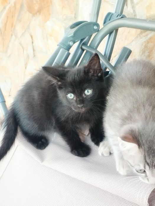 Gatinhos para adoção responsável