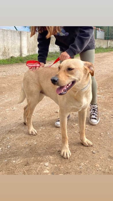 Pipoca - Para Adopção