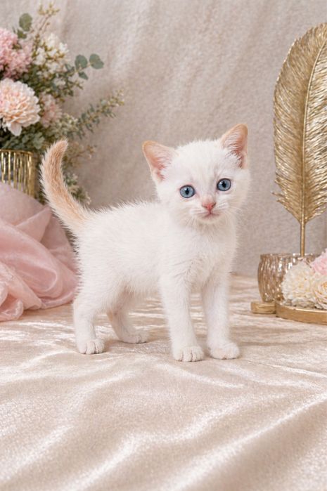 Тайский котенок red point
