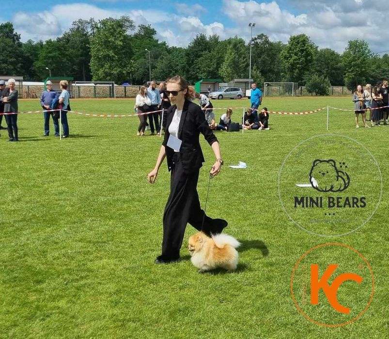 Szpic Miniaturowy Pomeranian Reproduktor Krycie