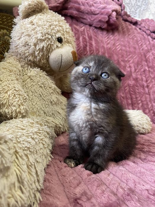 Шотландські весловухі кошенята