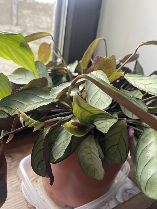 Калатея ктенанте