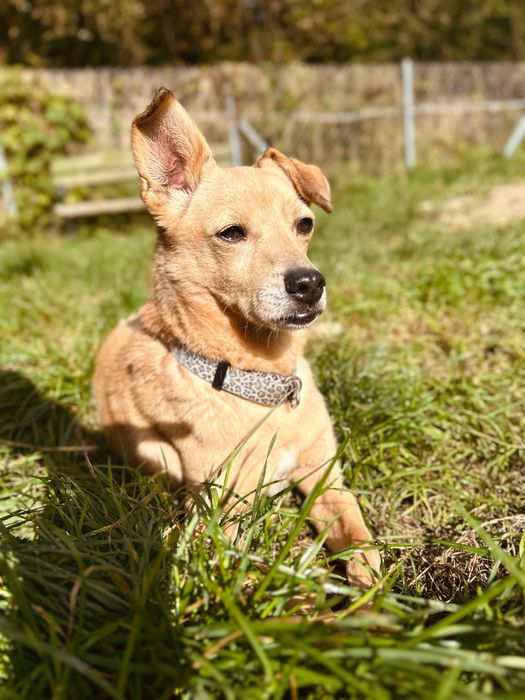 Mały, biszkoptowy piesek Figo do adopcji!