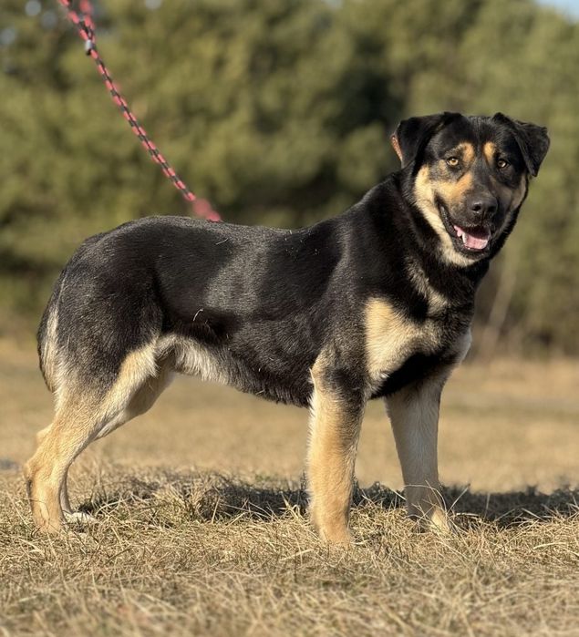 Piesek do Adopcji