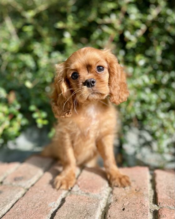 Cavalier king charles spaniel samiec