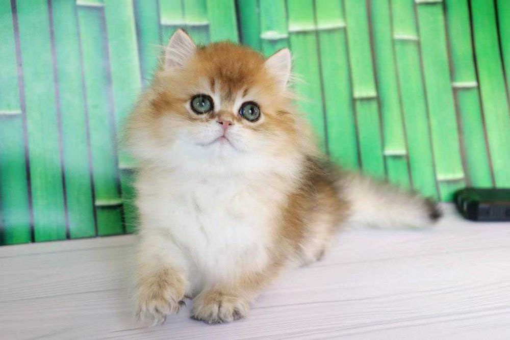 Продам британскую кошечка в золотом окрасе