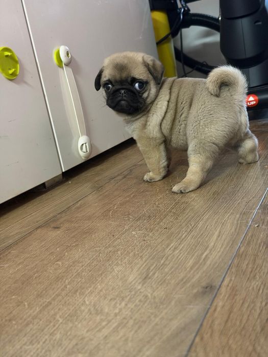 Mops Mopsik szczeniak