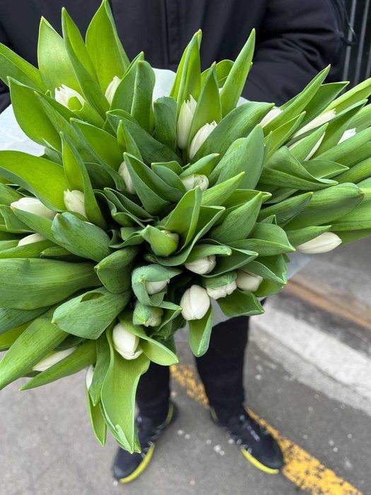 ОПТ! Тюльпан Запоріжжя від 19,90 грн від 50 шт 8 березня / марта