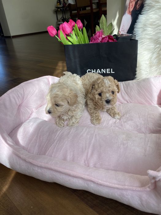 Карамельні красиві мальтипу