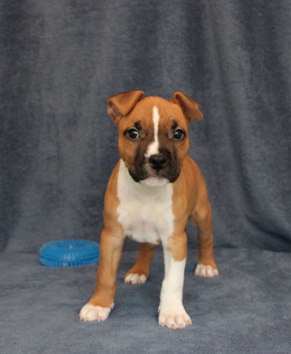 Чарівні цуценя Амстаффіки