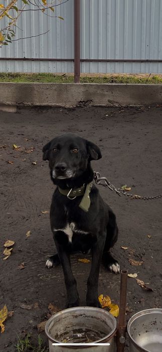 Віддам в хороші руки