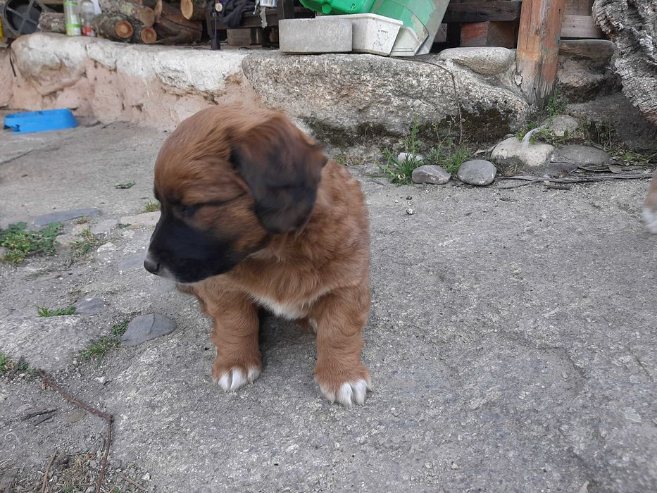 Cachoro femea de estimação