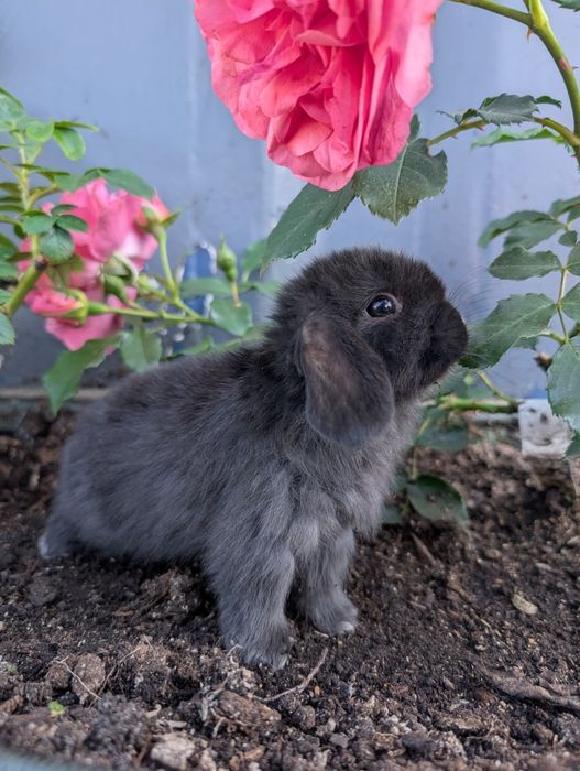 Mini lop , baranek miniaturka, metryka